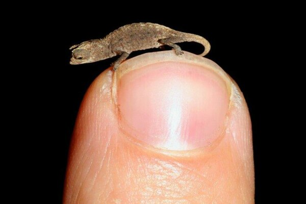 هل الفار هو اصغر حيوان في العالم